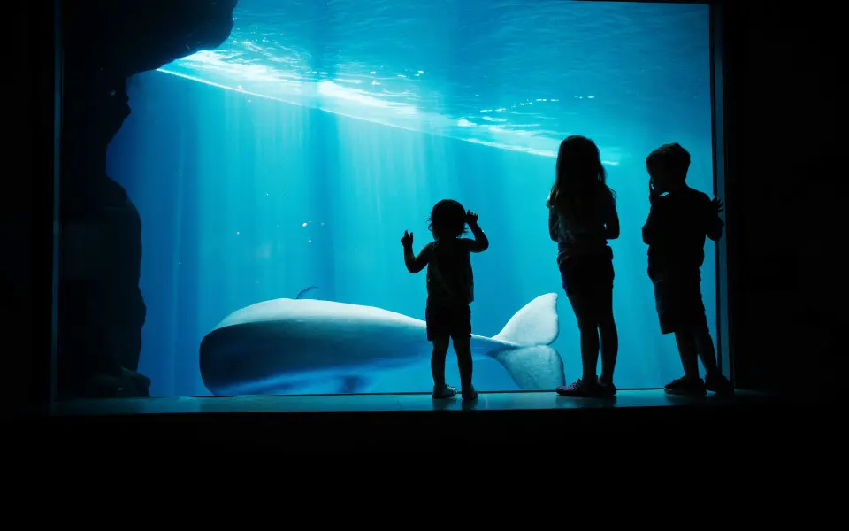 Kids staring into a aquarium