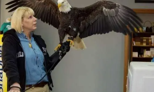 A woman holding a bald eagle on her hand