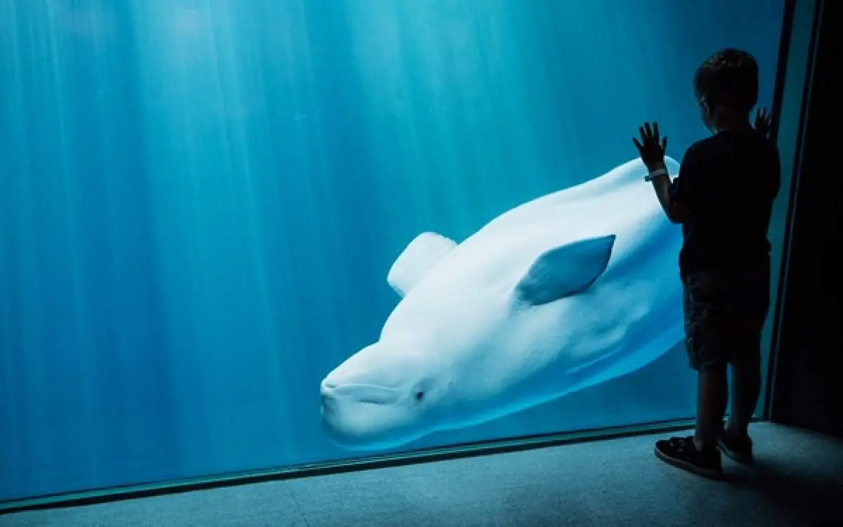 A large dolphin swimming in aquarium and kid looking in
