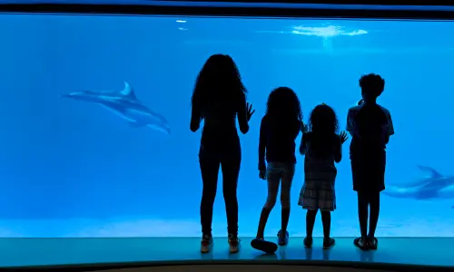 A group of kids watch dolphins at Shedd Aquarium