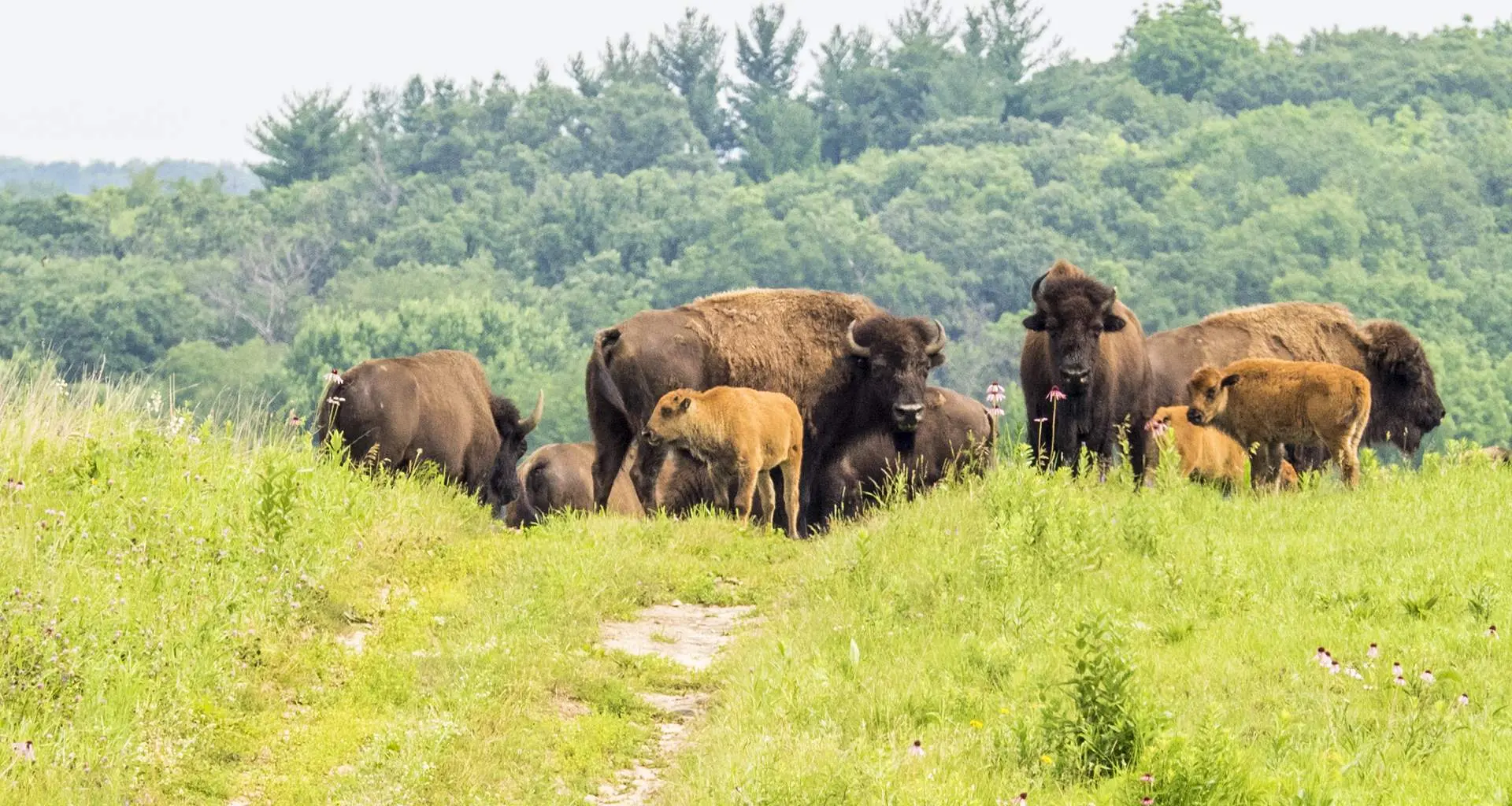 A herd of bison in the grass at Nachusa Grasslands