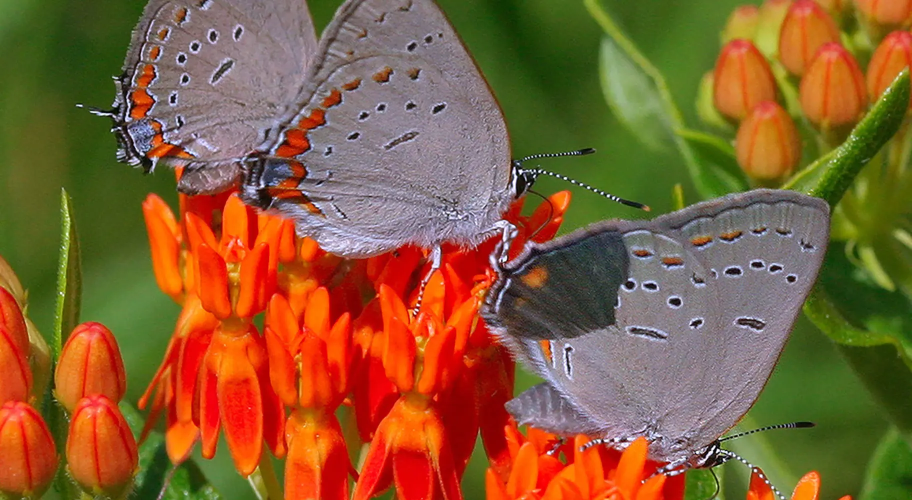 Butterflies on a flower