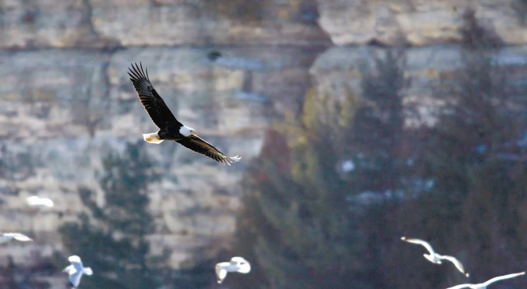 Eagle flying