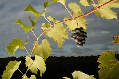 A grapevine from Alto Vineyards.