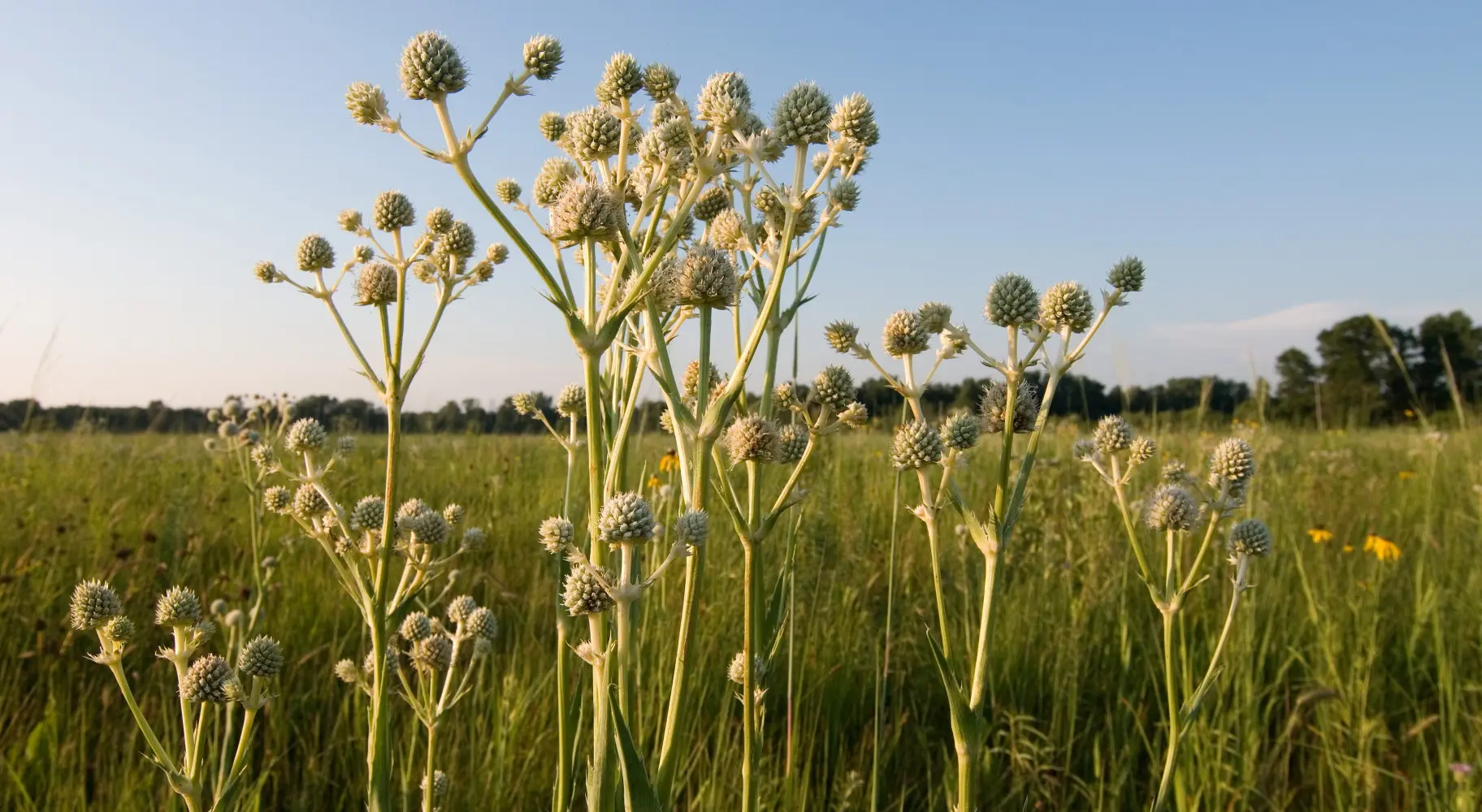 A grass field