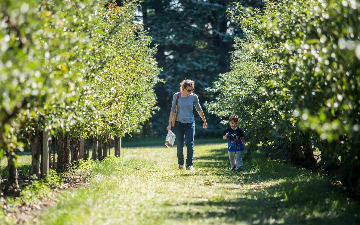 Mother and kid walking through orchard
