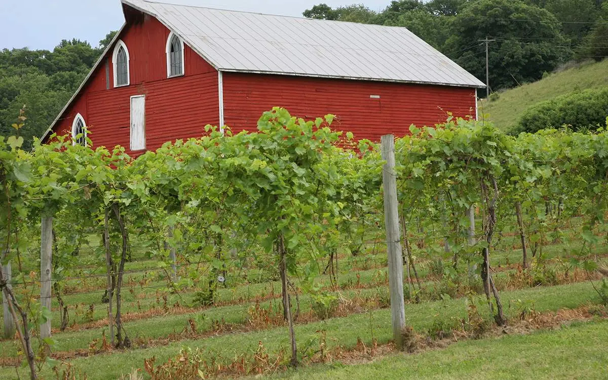 A barn with vineyards