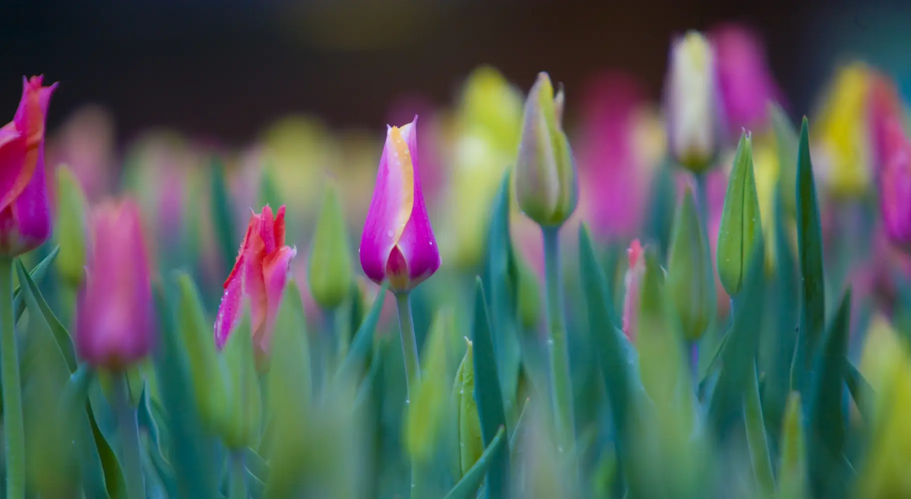 Tulips Close Up