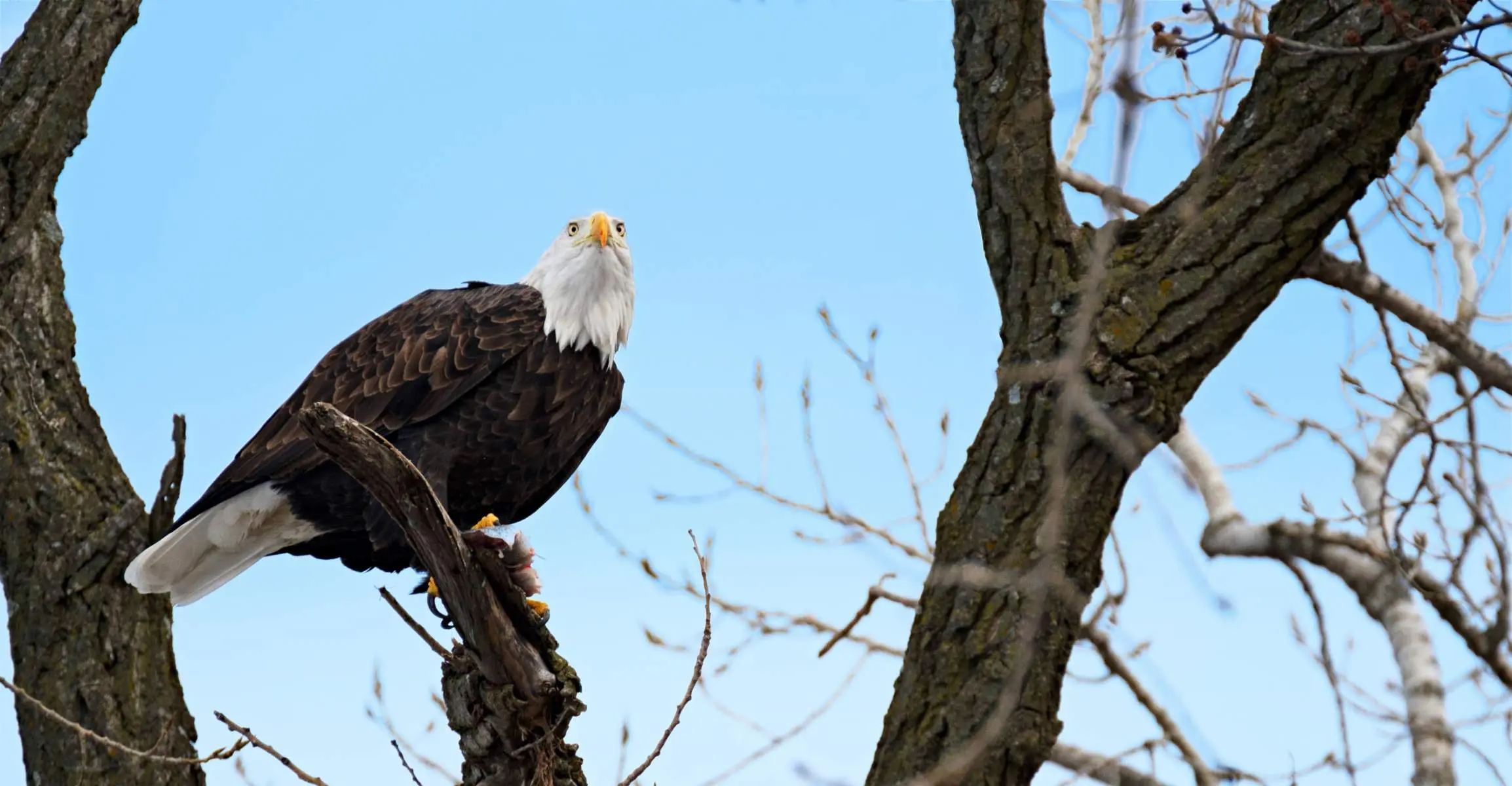 Bald eagle in a tree in the winter