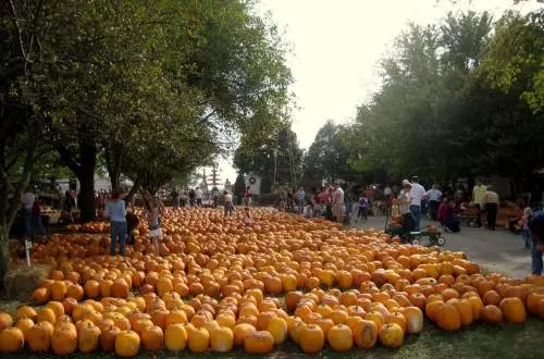 An array of pumpkins at The 200 Acres