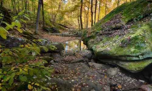 Forest with mossy rocks.