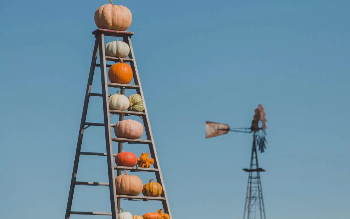 Pumpkins on a ladder with blue sky in the background