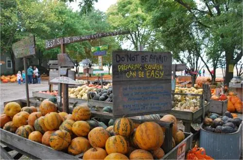 Tips to prepare squash sign sitting atop an array of squash