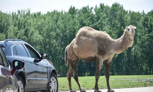 A car and a Camel