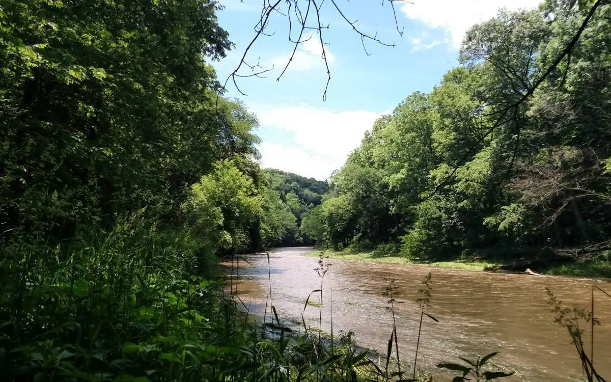 A river and trees