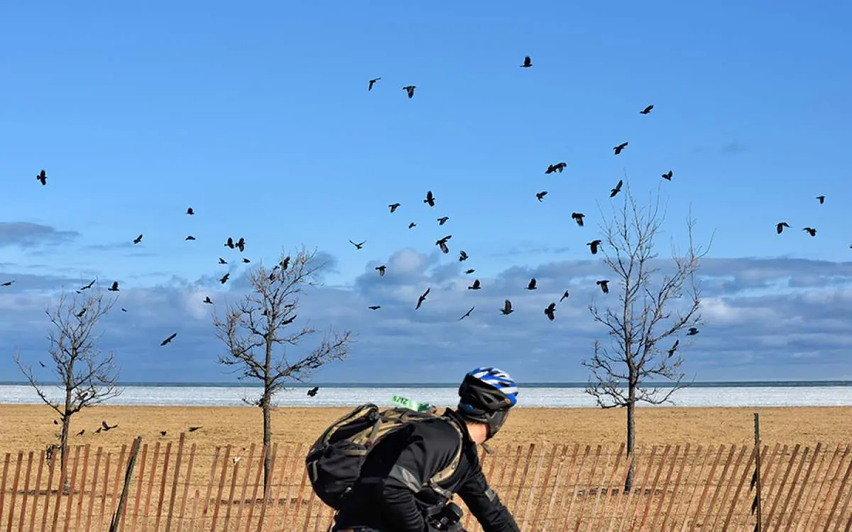 Biking down path with birds flying