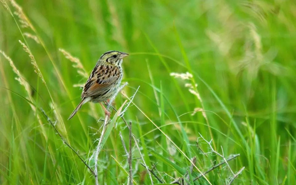 Bird standing on grass