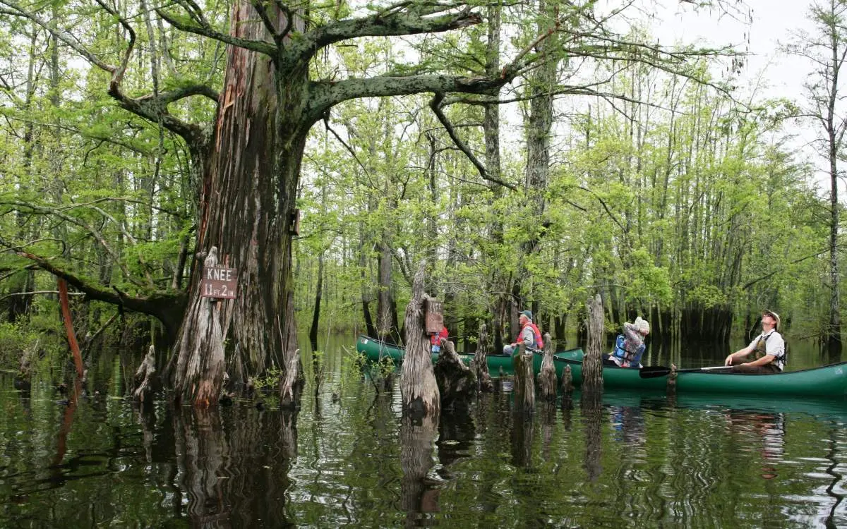 People on a boat paddling through water and trees