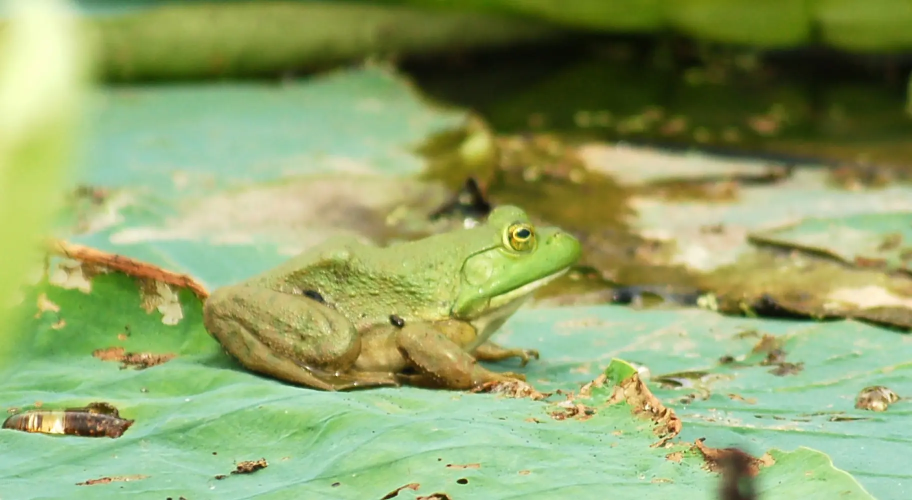 Frog on a leaf