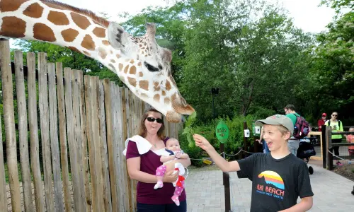 A giraffe eating a leaf out of a boys hand