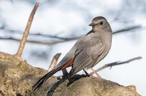 A bird on a branch