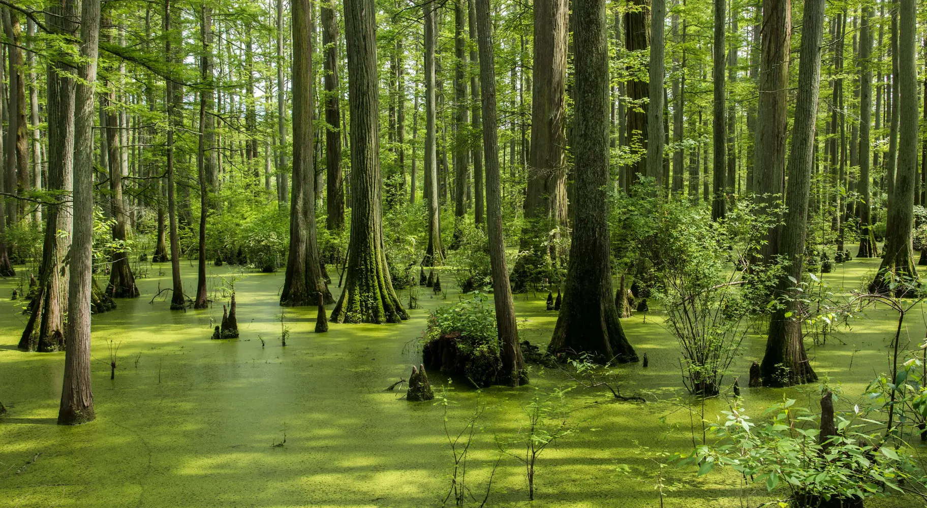 A pond with tall trees