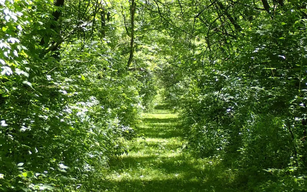 A walking path between trees