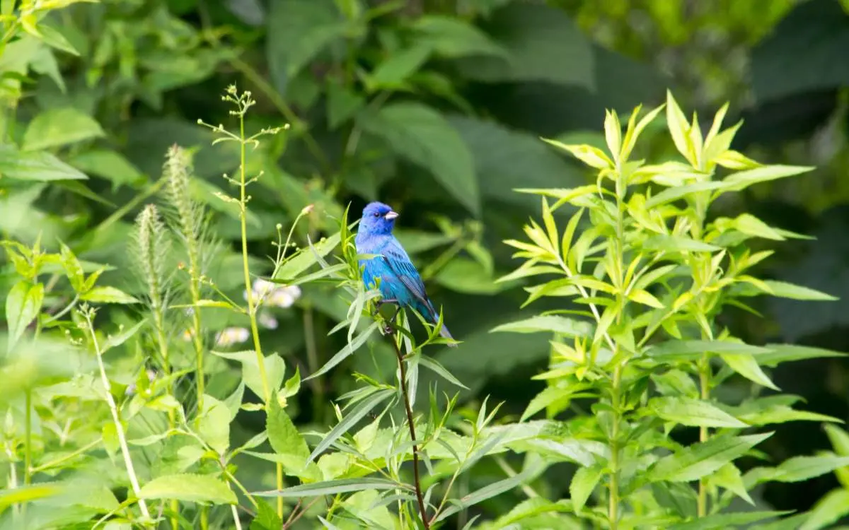 Blue bird on a green plant