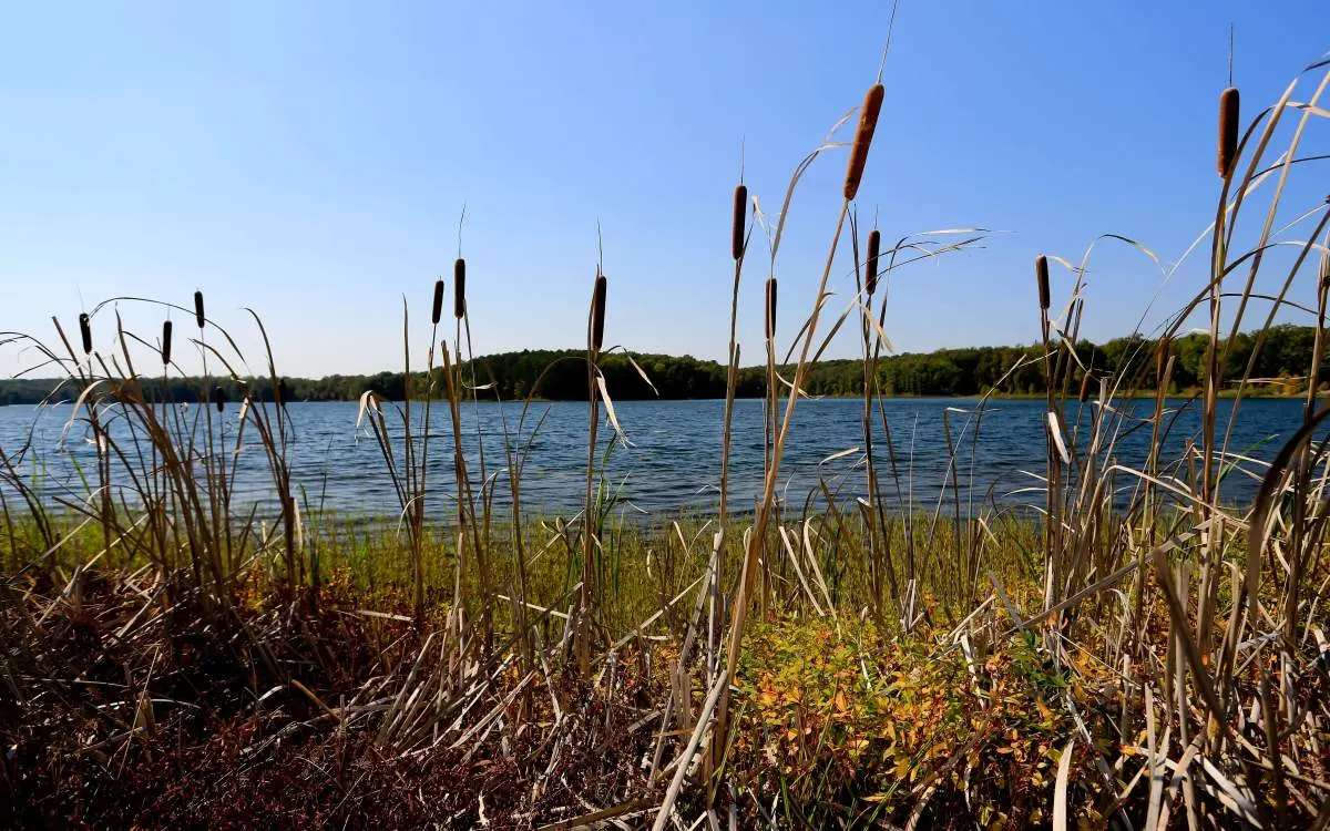 Long grass and a lake