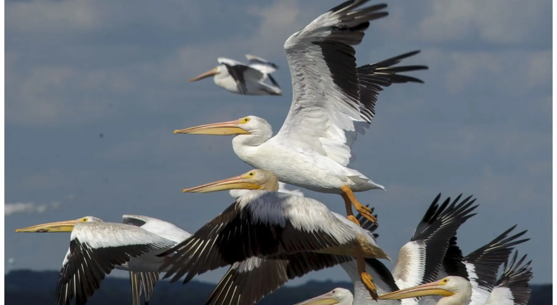Pelicans flying