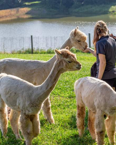 Alpacas in front of the lake at Rolling Oak Alpaca Ranch.