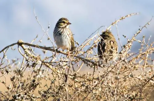 Two birds on a branch