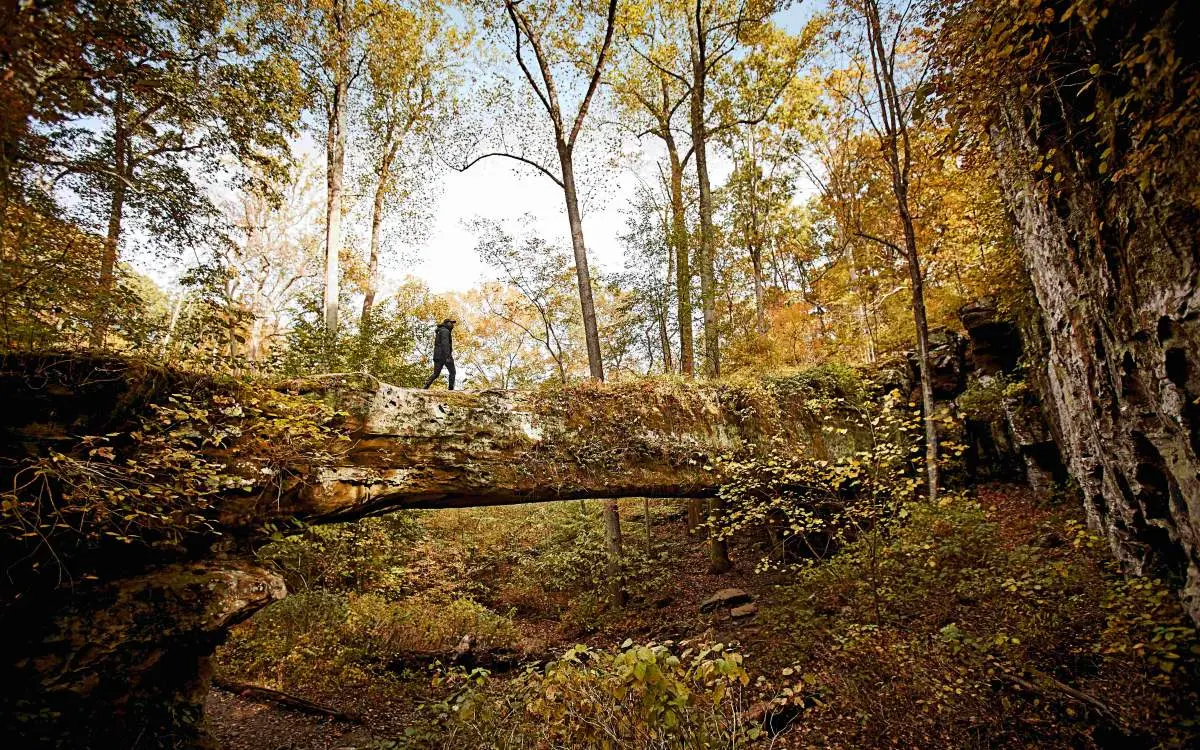 A person walking down a fallen tree