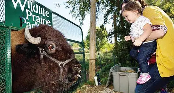Wildlife