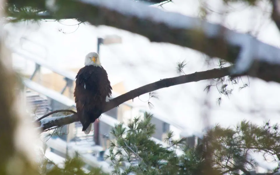A bald eagle sits perched on a tree branch in alton