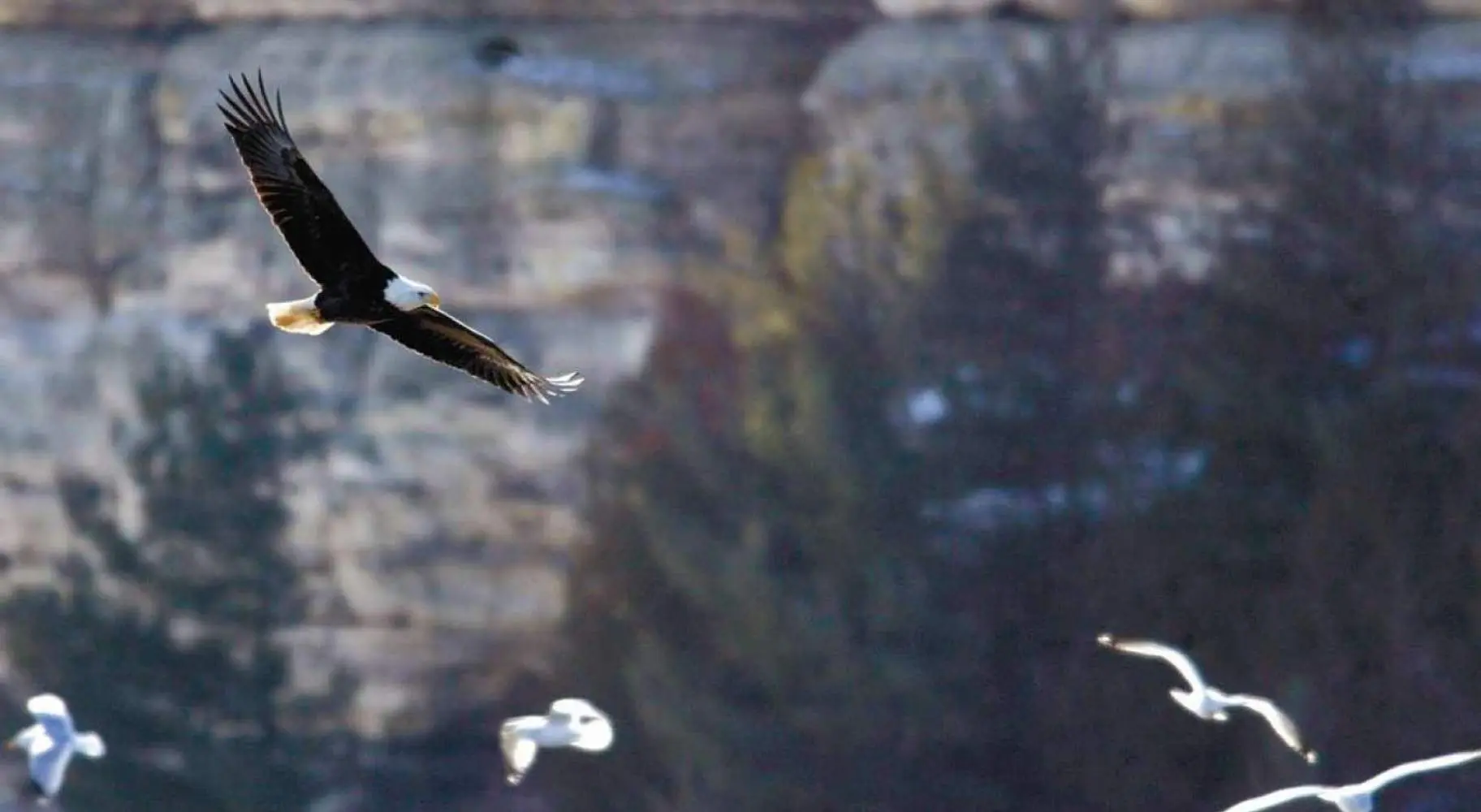 A bald eagle flys with sea gulls in the background