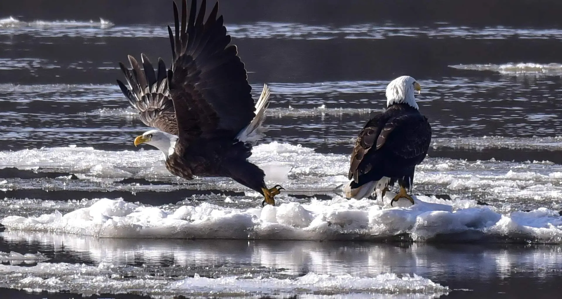 Two bald eagles on ice floating in a river