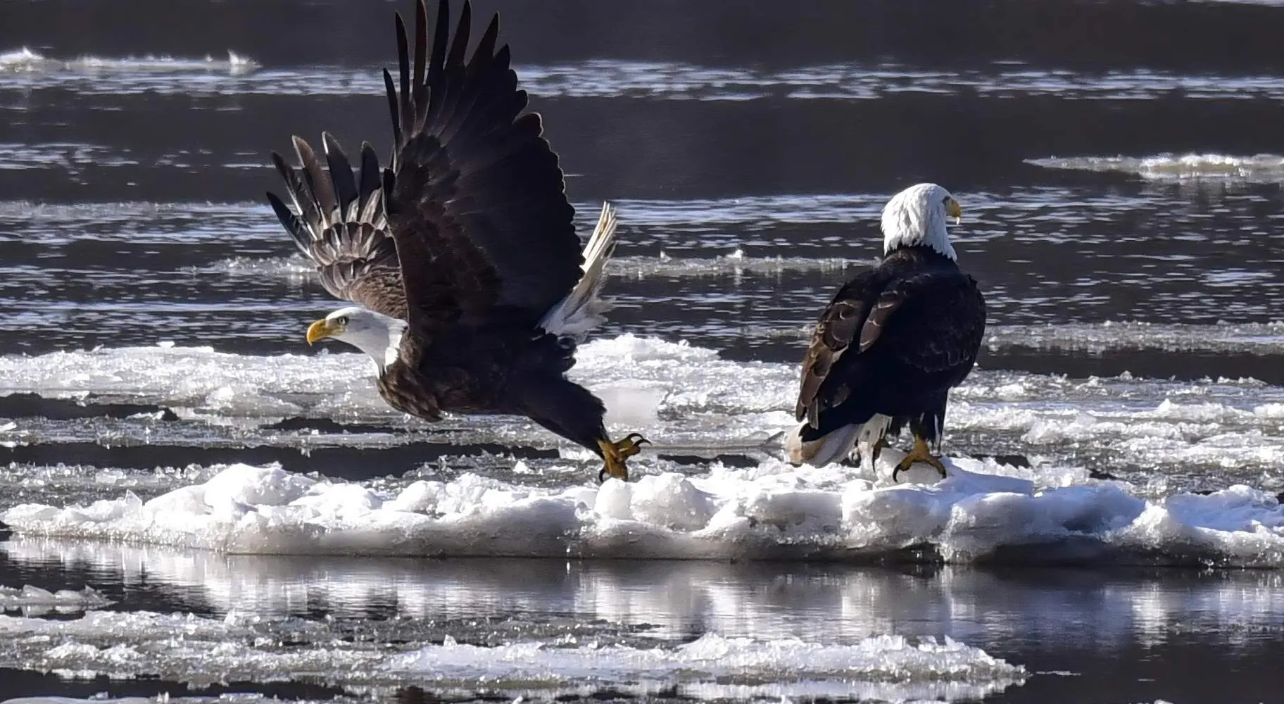 Two bald eagles on ice floating in a river