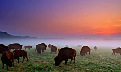 Buffalo's graze at sunset in Wildlife Prairie Park