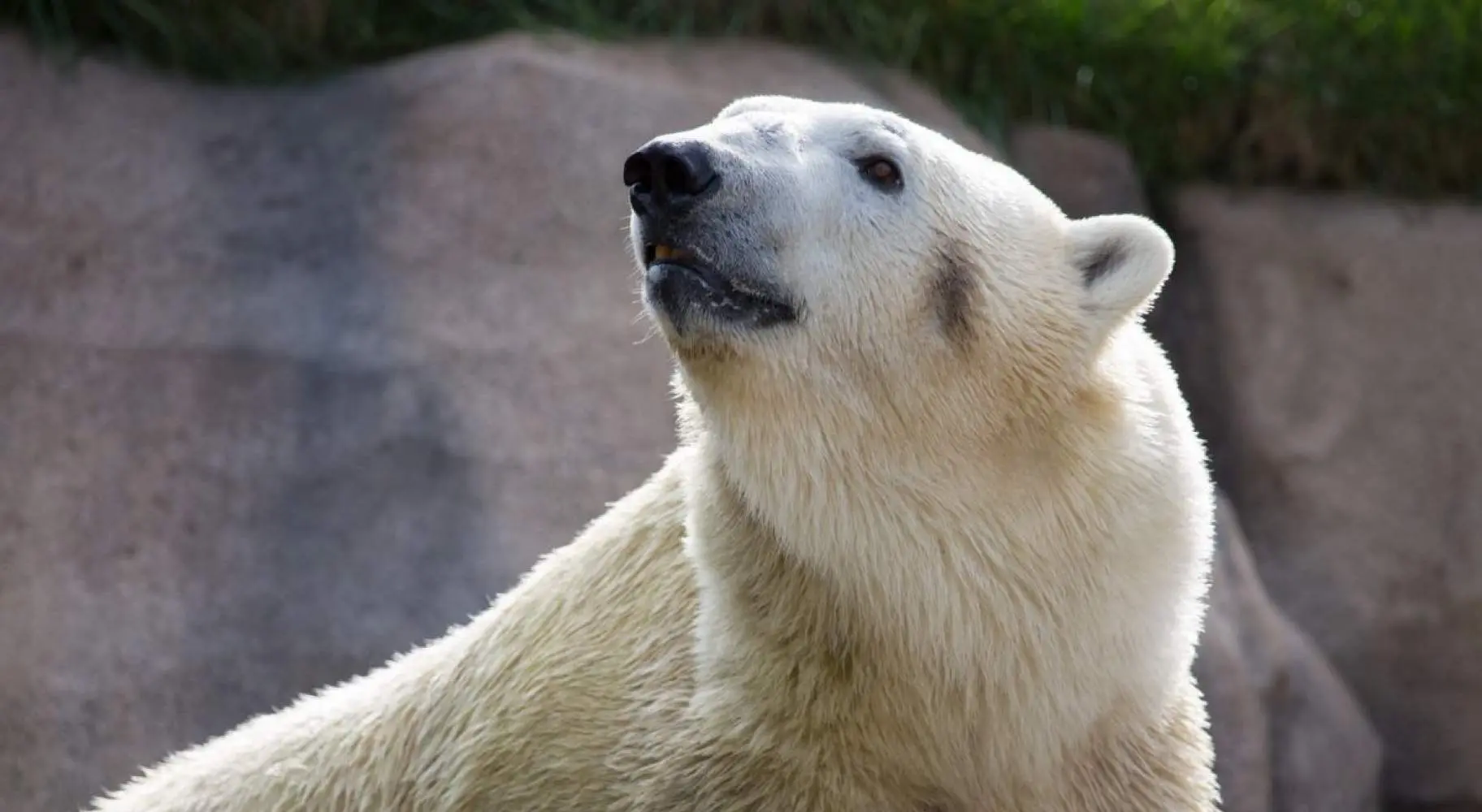 Close up of a Polar Bear at the Zoo