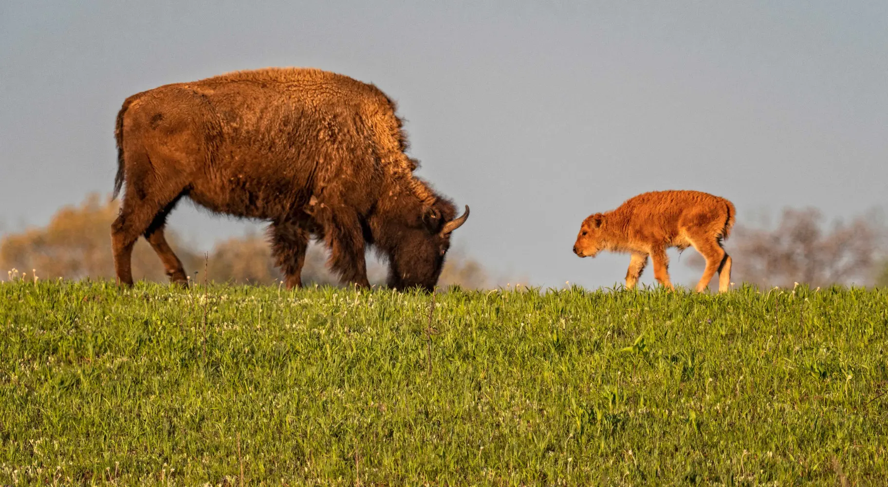 Bison adult and child eating grass together